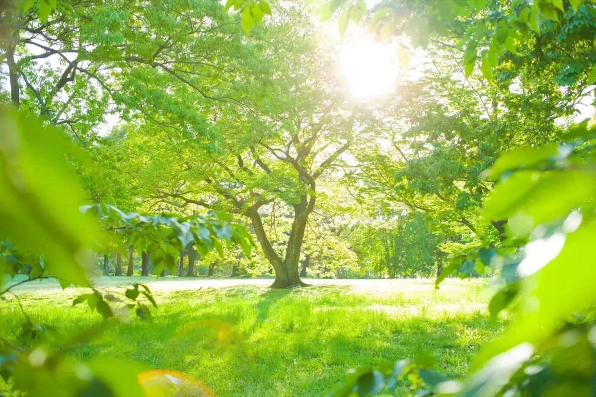 Paysage de parc verdoyant, symbole de paix intérieure